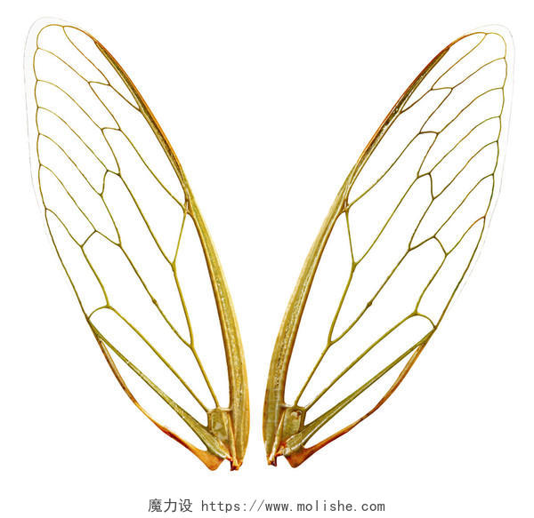 一对翅膀昆虫翅膀透明翅膀饰品装饰品